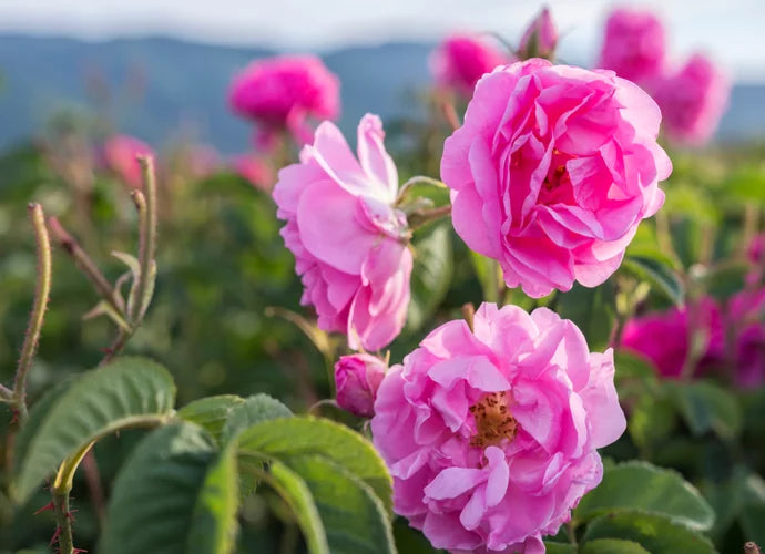 La rose de Damas