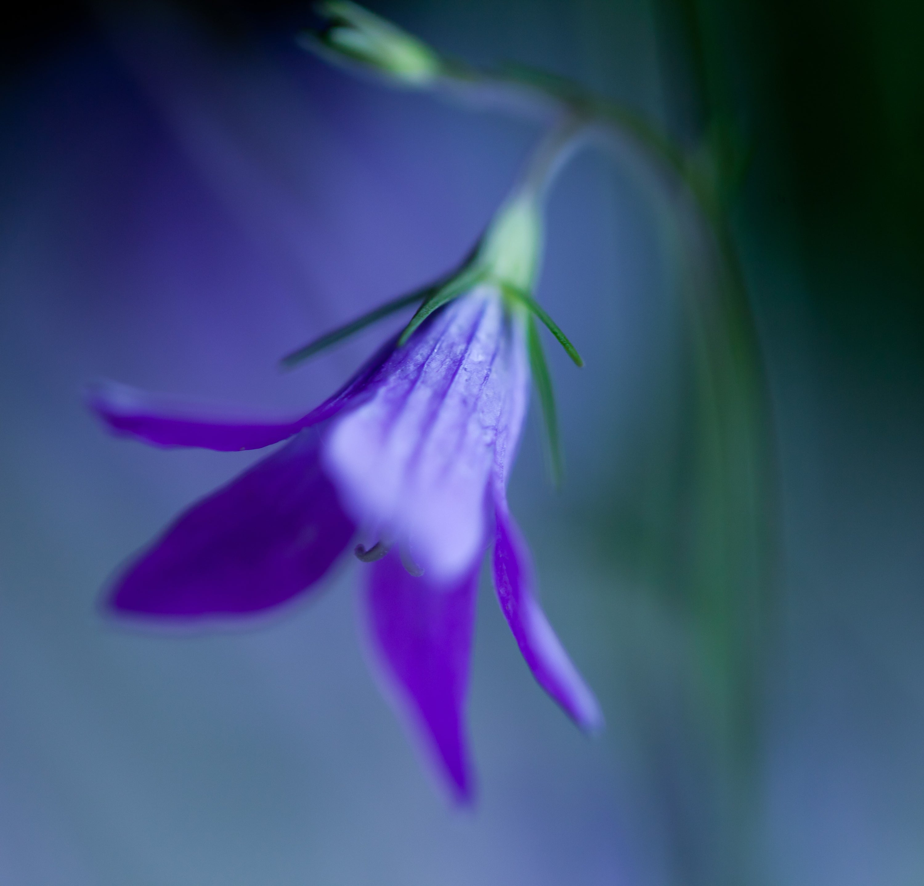 La violette