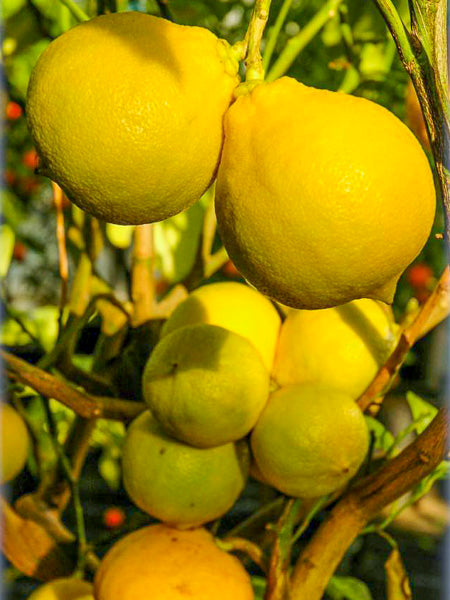 Bergamote Aimée de Mars