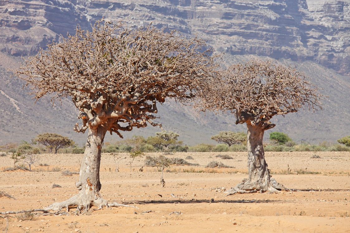 Commiphora myrrha ADM
