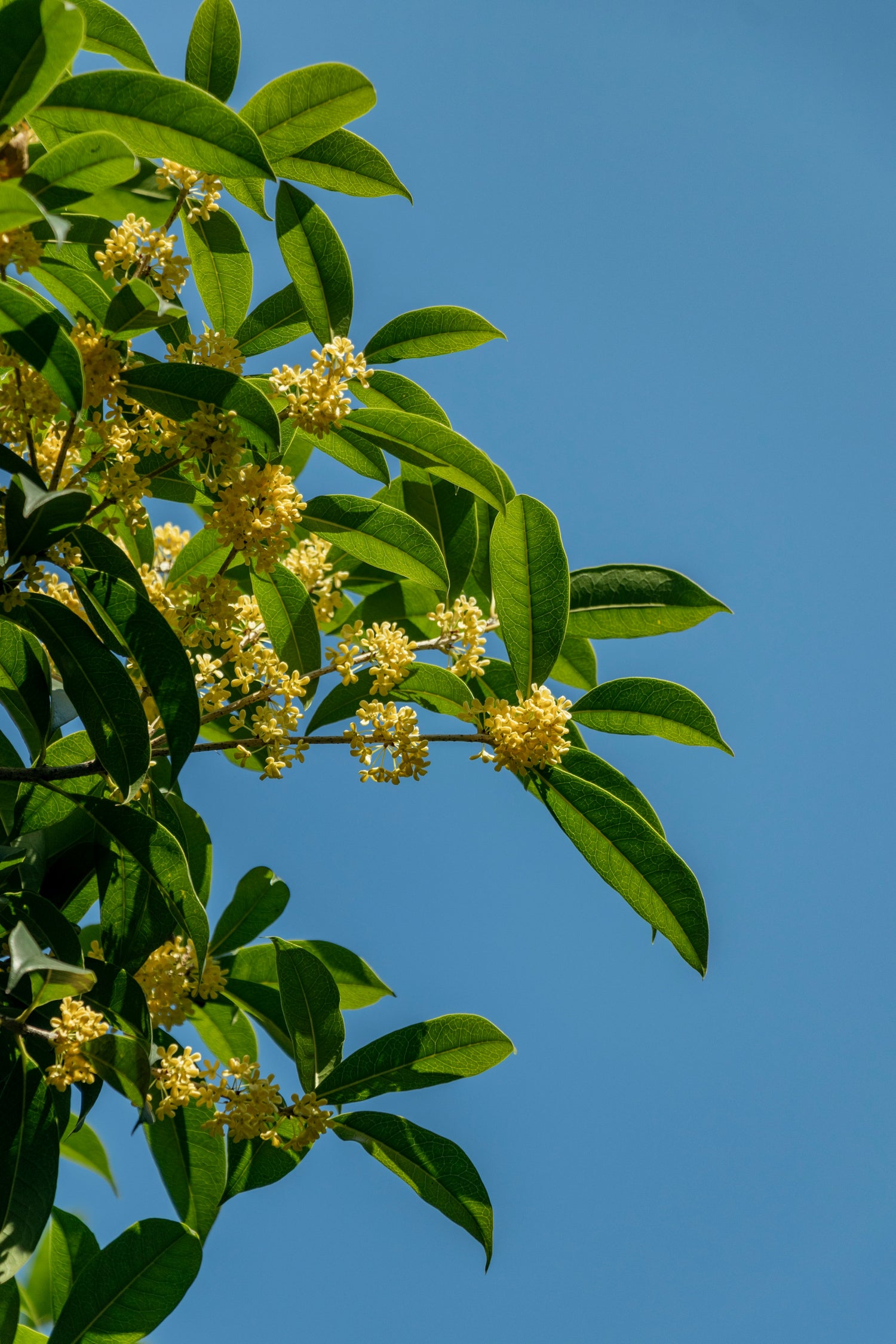 Osmanthus, matière aimee de mars