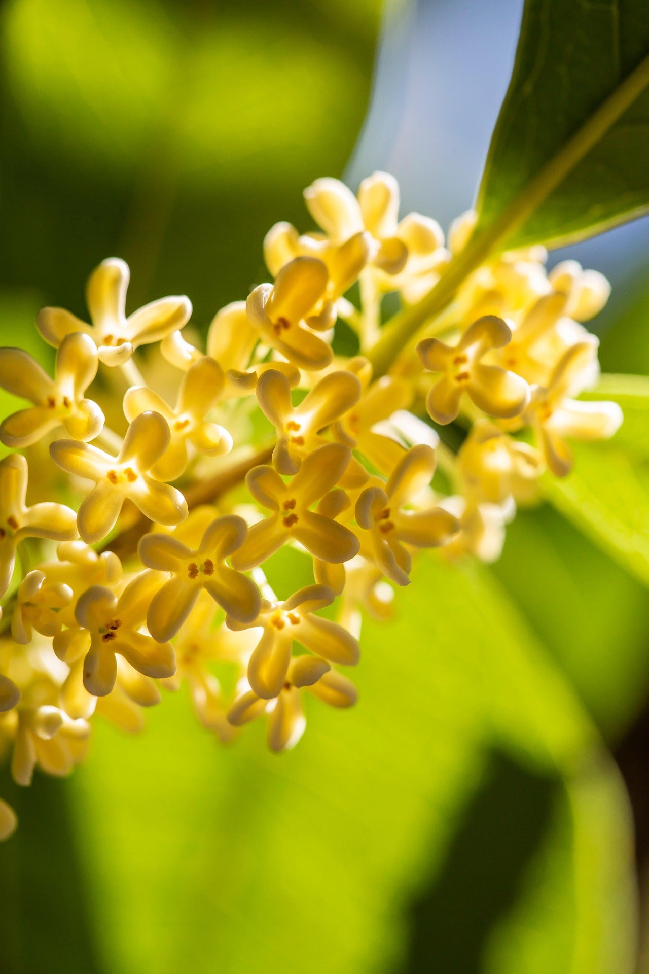 Osmanthus matiere aimee de mars
