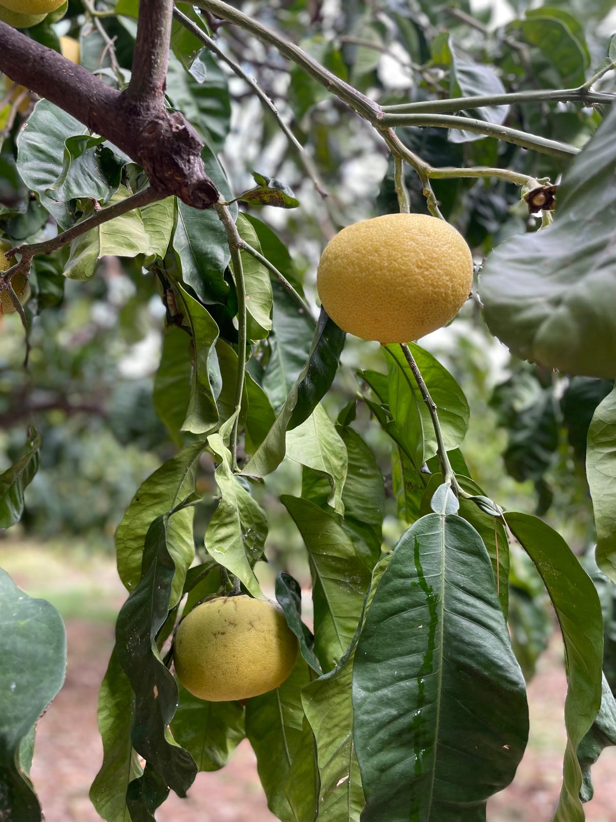 Bergamote, Matière première naturelle des parfums Aimée de Mars
