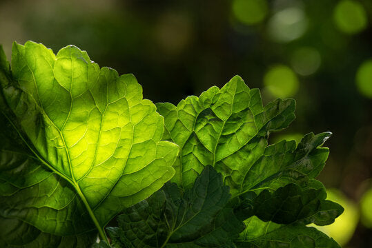 patchouli, matière naturelle aimée de mars