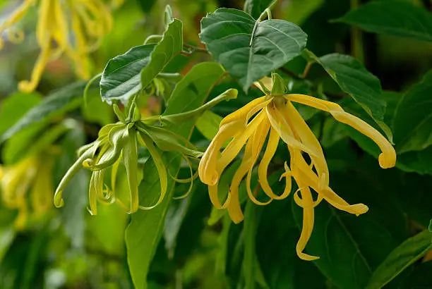 Ylang matière première aimee de mars