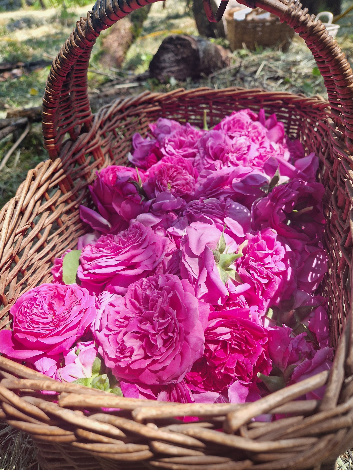 Les secrets du parfum de rose : Découvrez les techniques de distillation et d'extraction utilisées pour obtenir l'essence de rose, ainsi que les variétés de roses les plus prisées en parfumerie.