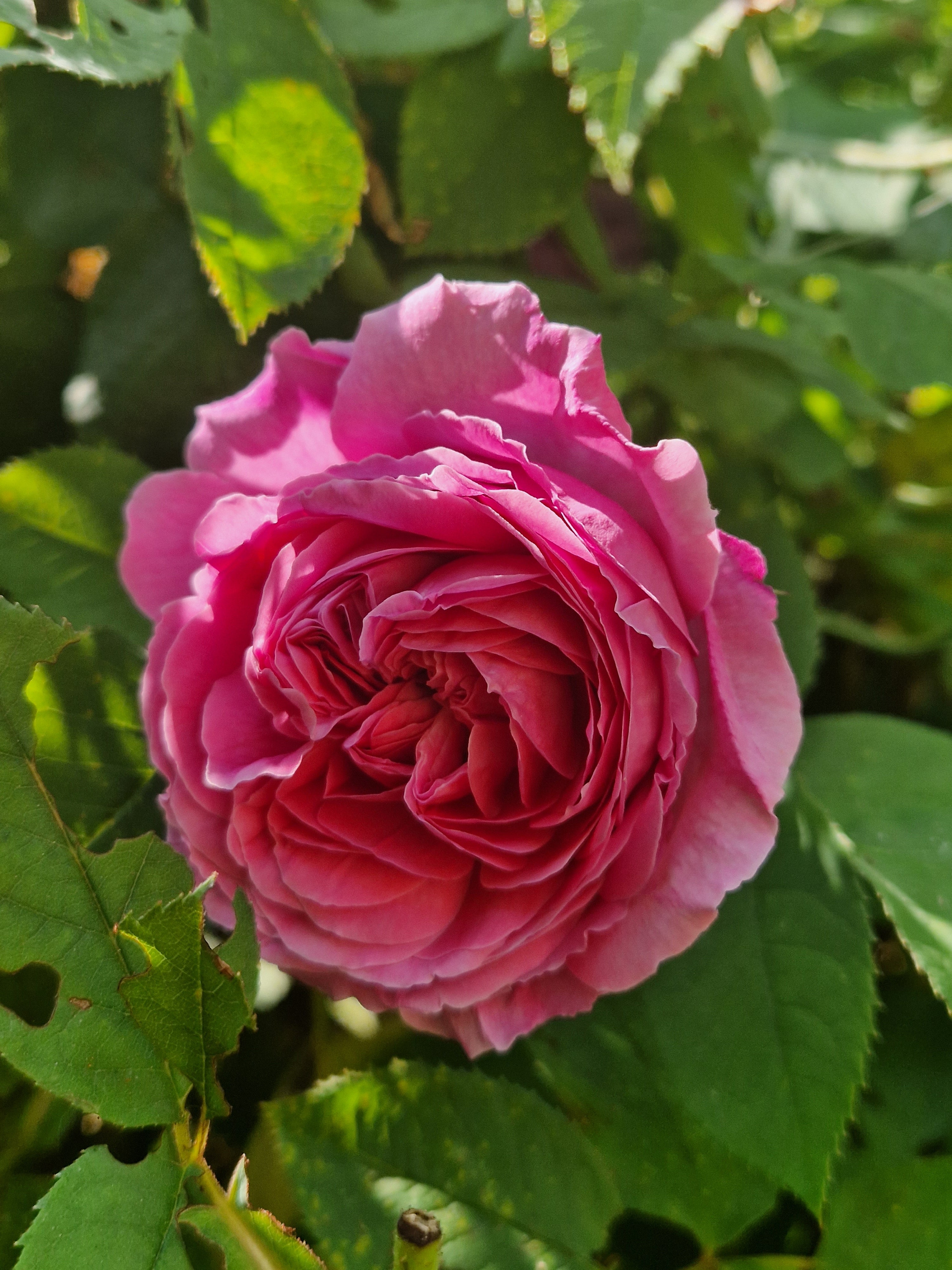Le parfum de rose en aromathérapie : Découvrez les bienfaits thérapeutiques de l'huile essentielle de rose et son utilisation en aromathérapie pour apaiser l'esprit et le corps.