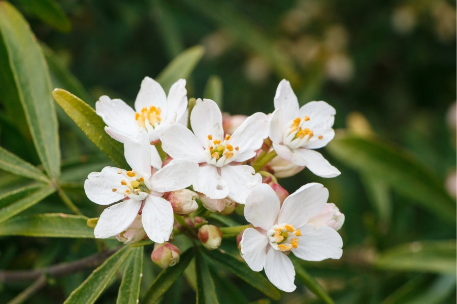 Les bienfaits de la senteur fleur d’oranger en aromathérapie : un voyage sensoriel et thérapeutique