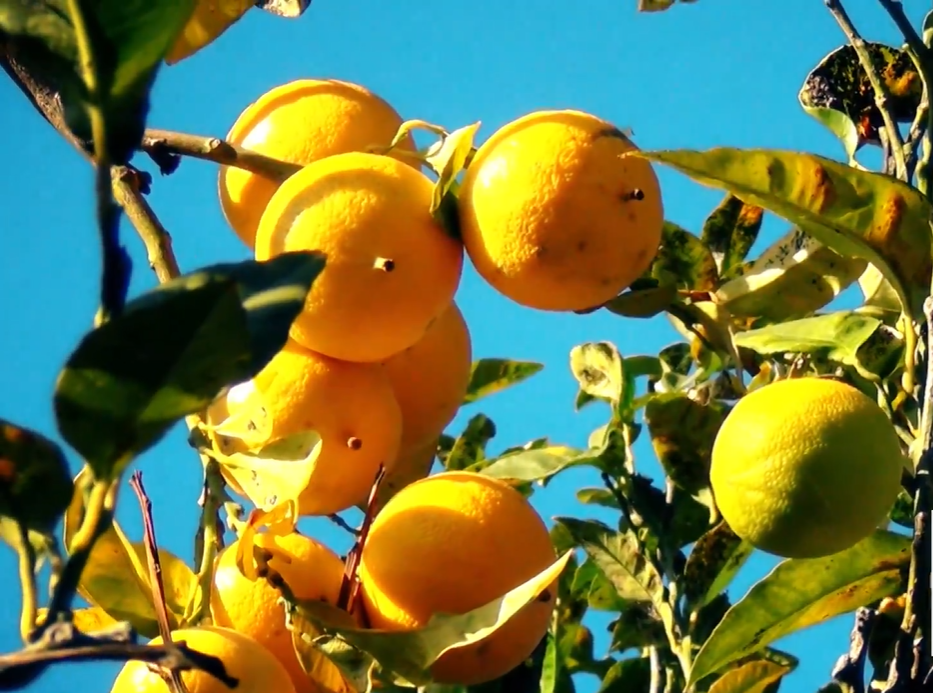 Février : le mois de la Bergamote