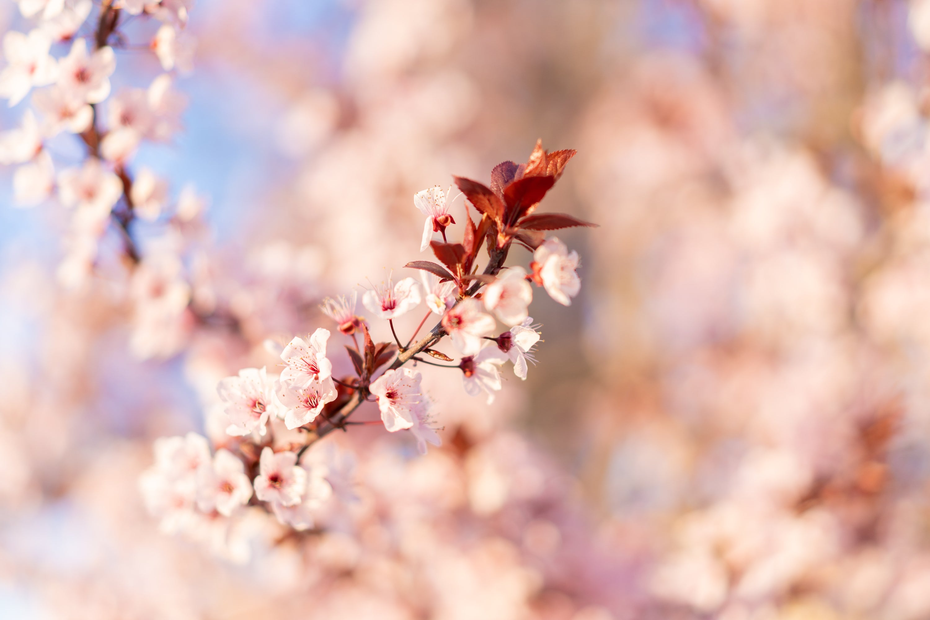 Avril : la saison des Sakura