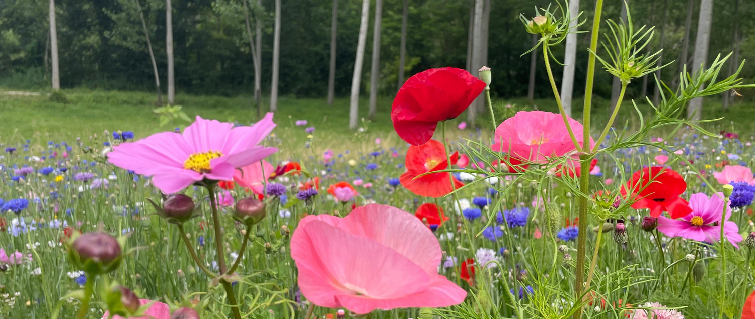 Perturbateurs endocriniens chez les enfants : risques, vulnérabilité et solutions pour les protéger