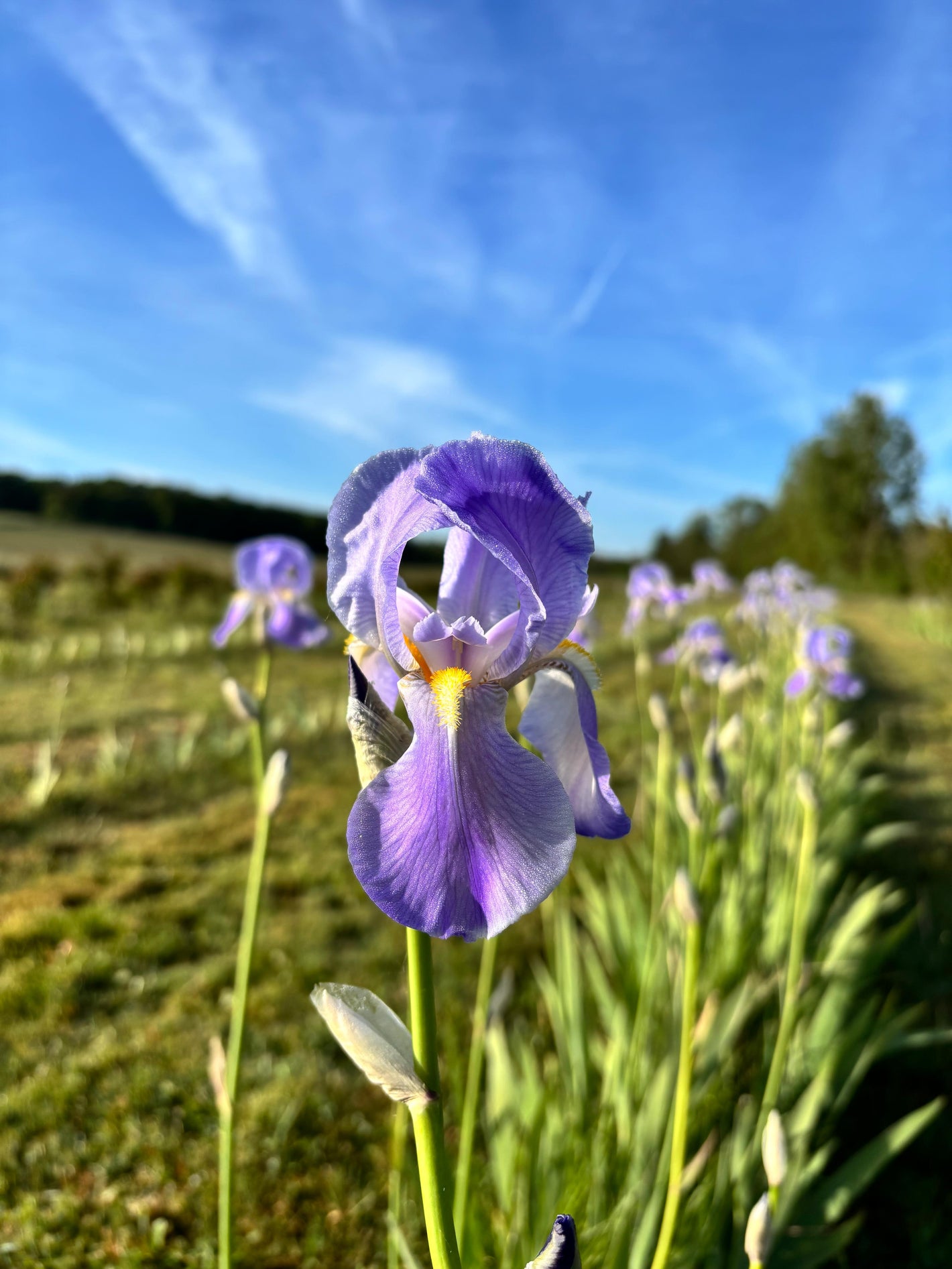Champs d'iris Aimee de mars