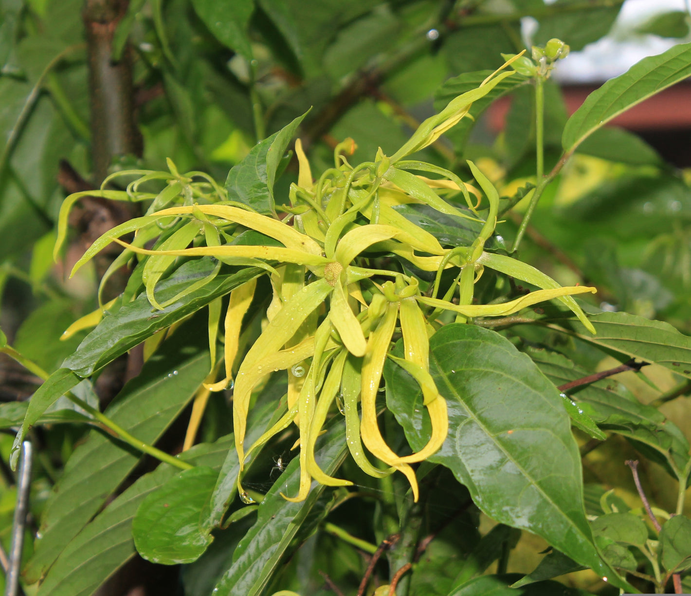 Ylang Ylang matière aimee de mars