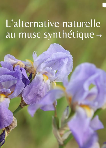 Instagram Aimée de Mars Iris alternative naturelle au musc synthétique