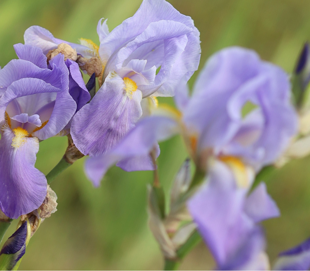 Iris, Matière première naturelle des parfums Aimée de Mars