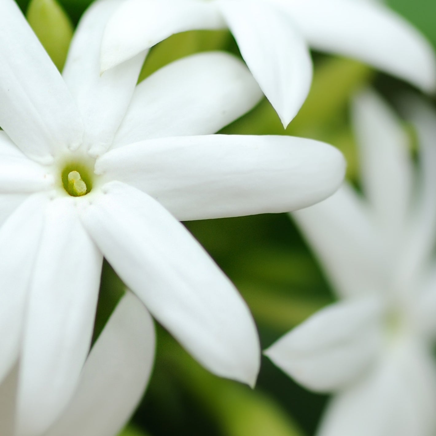 Jasmin, Matière première naturelle des parfums Aimée de Mars