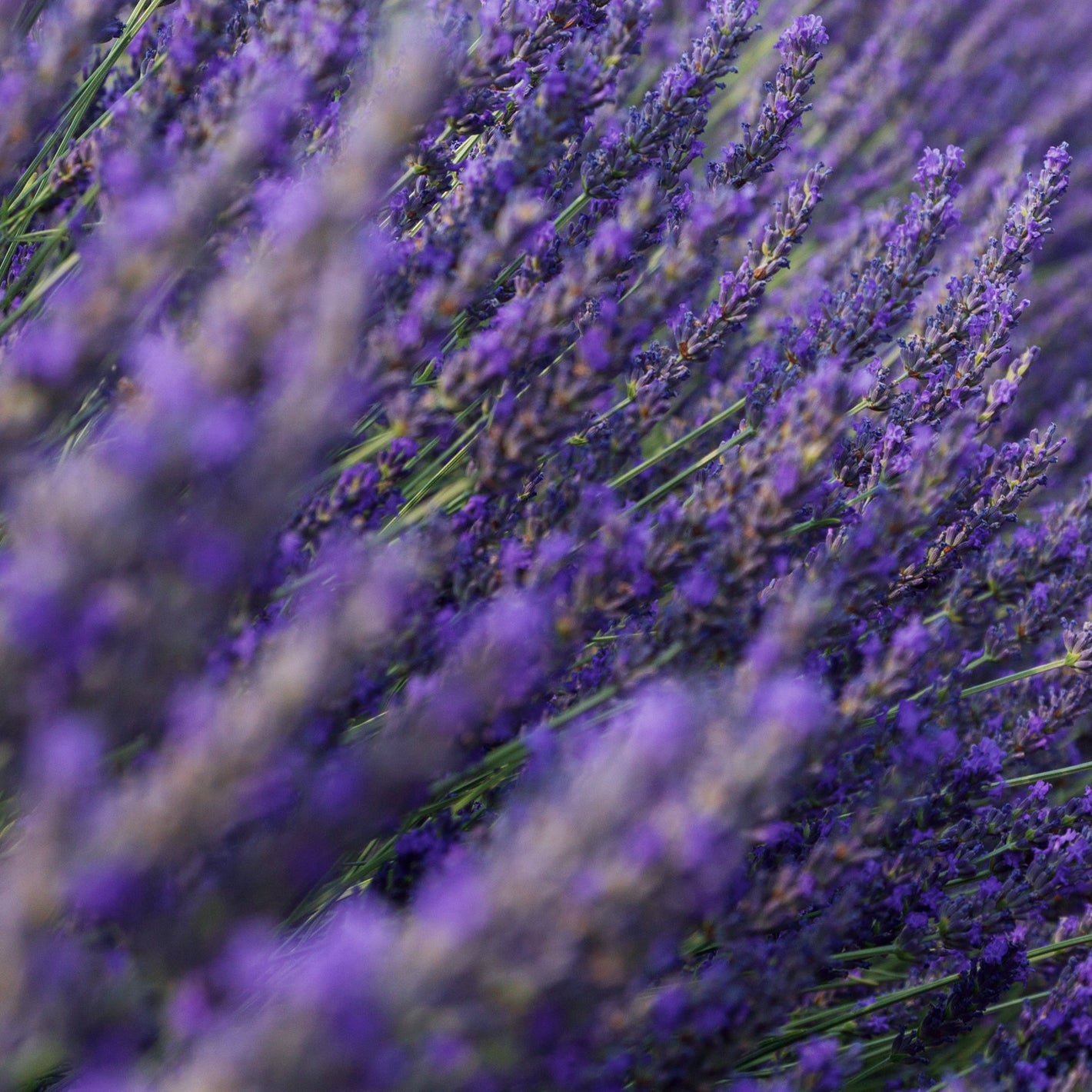 Lavande, Matière première naturelle des parfums Aimée de Mars