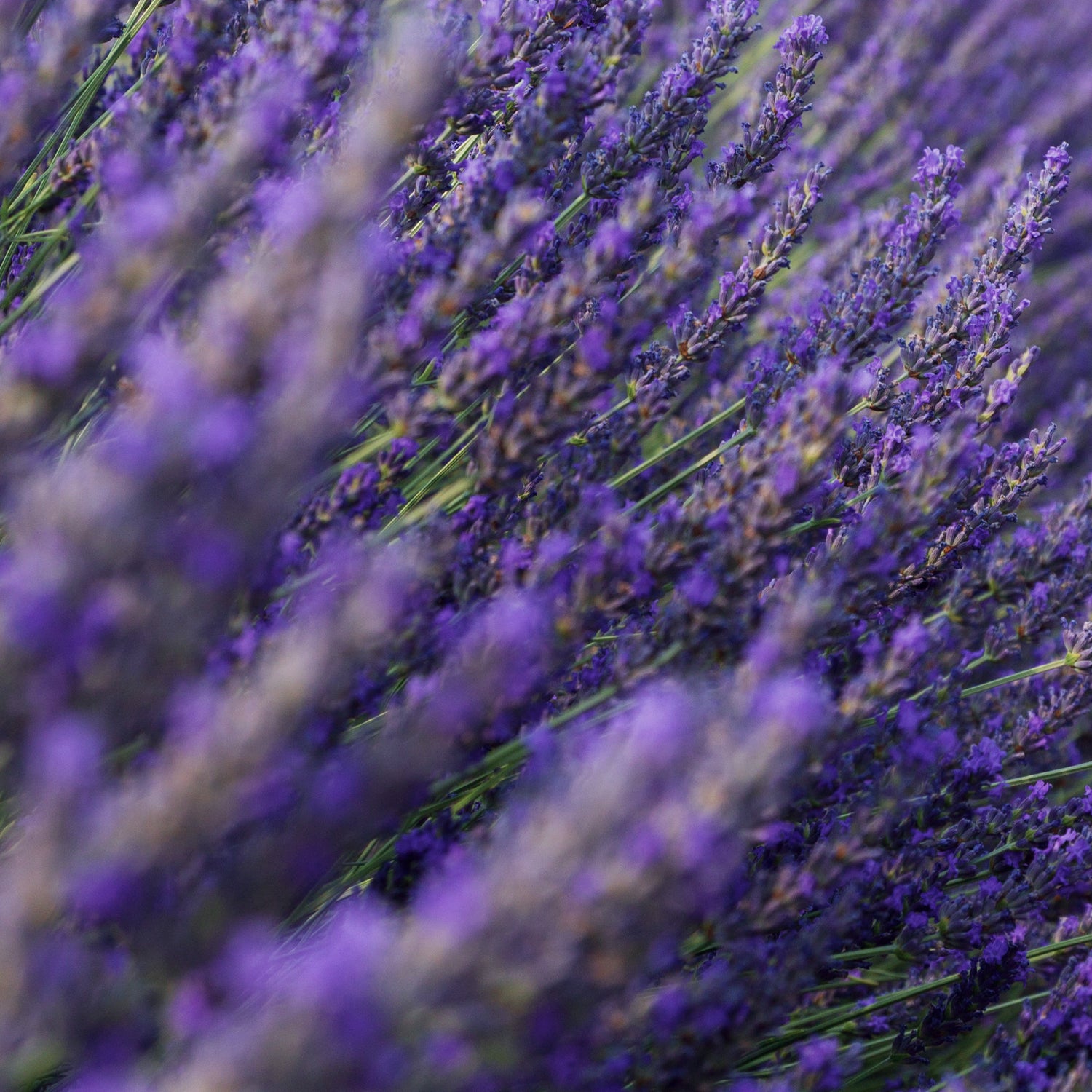 Lavande, Matière première naturelle des parfums Aimée de Mars