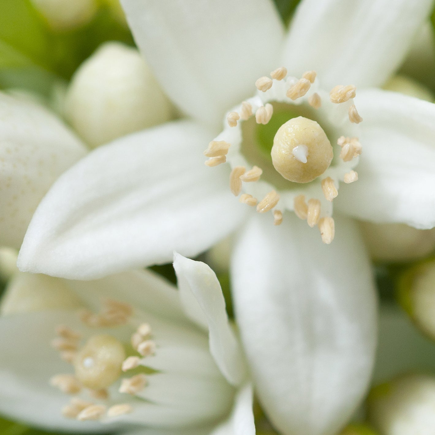 Néroli, Matière première naturelle des parfums Aimée de Mars