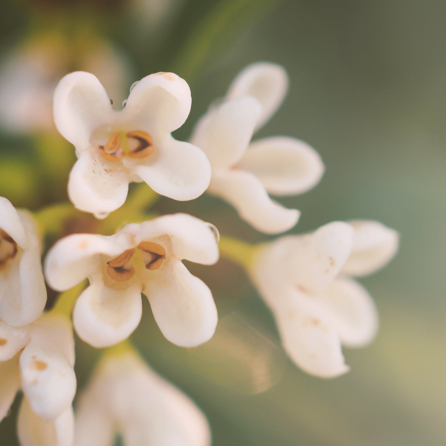 Osmanthus, Matière première naturelle des parfums Aimée de Mars