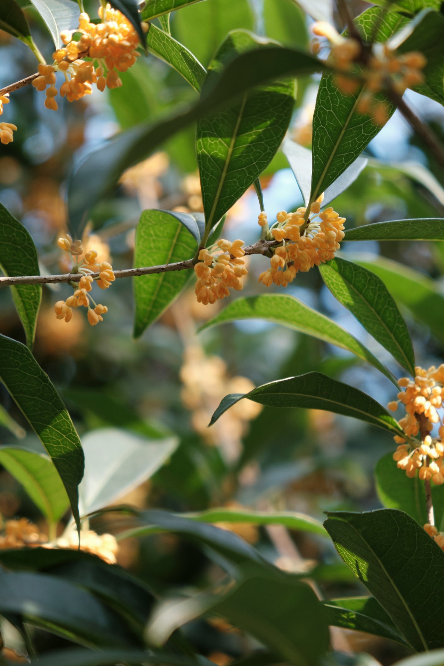 Osmanthus matiere aimée de mars