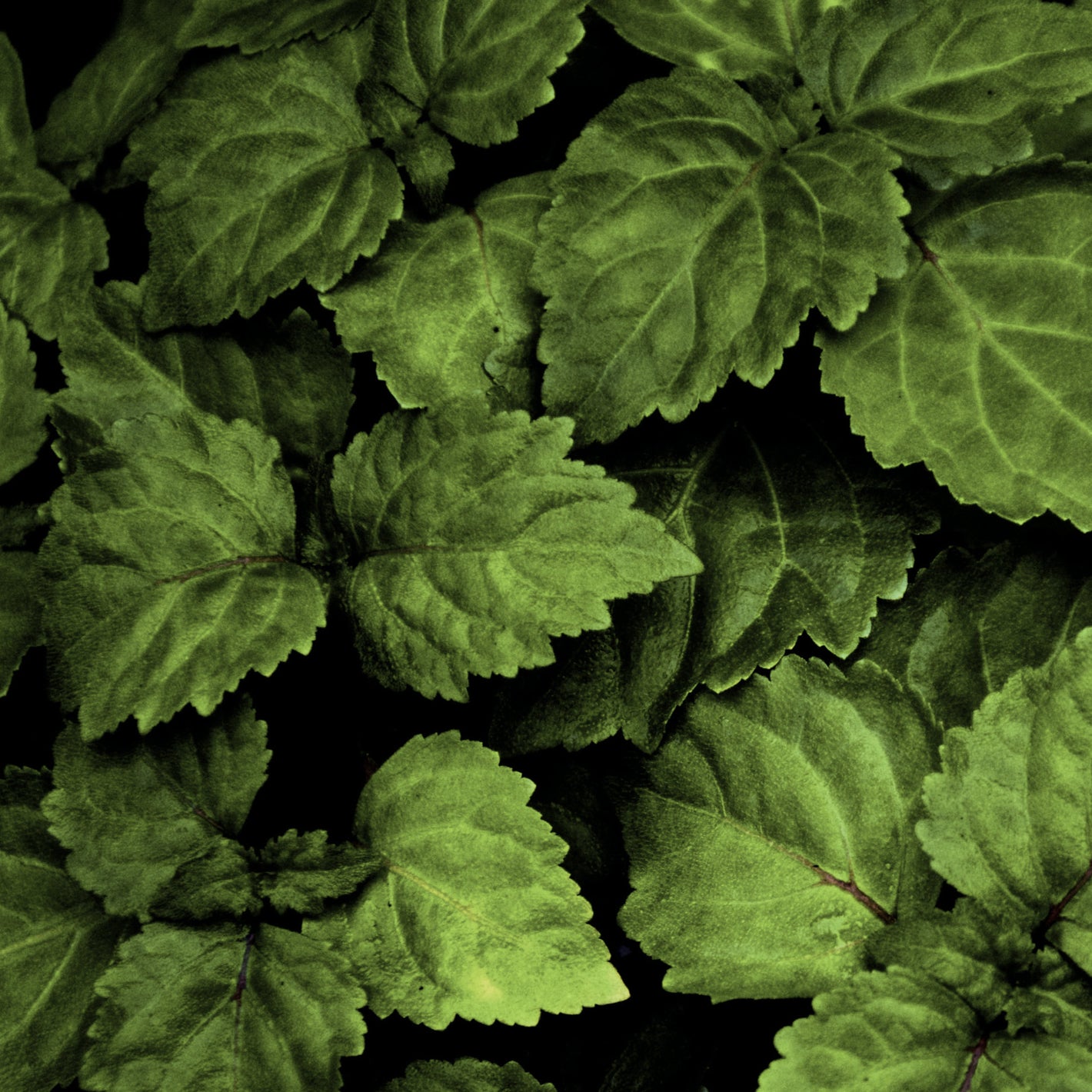 Patchouli, Matière première naturelle des parfums Aimée de Mars