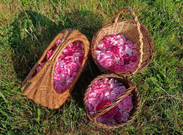Rosa Damascena Aimee de Mars