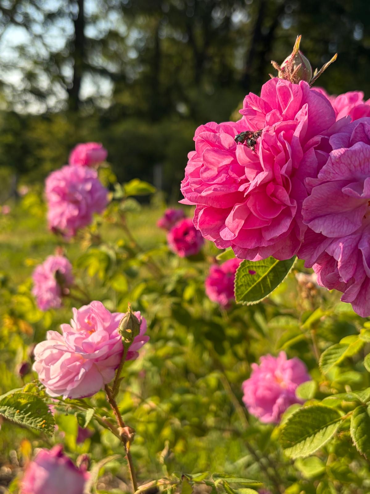 Rose, Matière première naturelle des parfums Aimée de Mars
