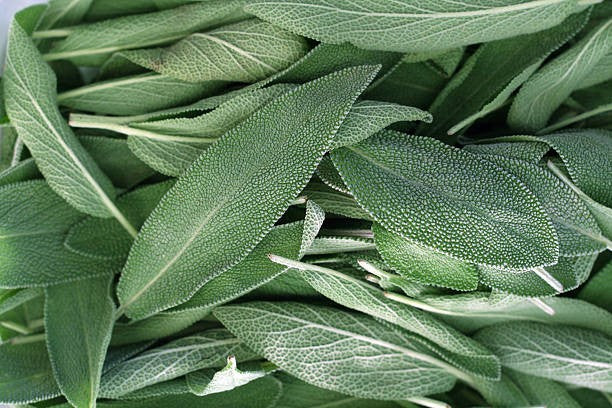Sauge sclarée, Matière première naturelle des parfums Aimée de Mars