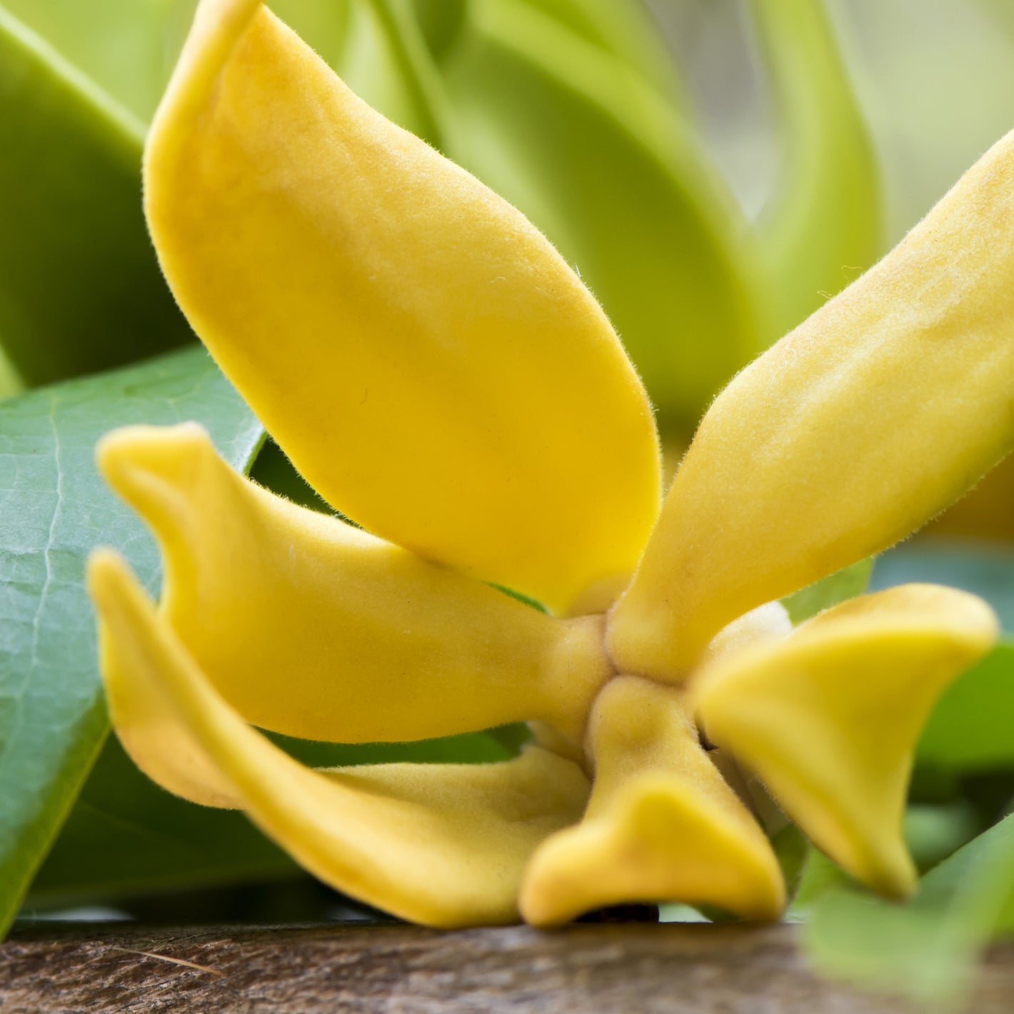 Ylang Ylang, Matière première naturelle des parfums Aimée de Mars