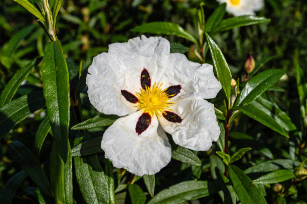 ciste labdanum