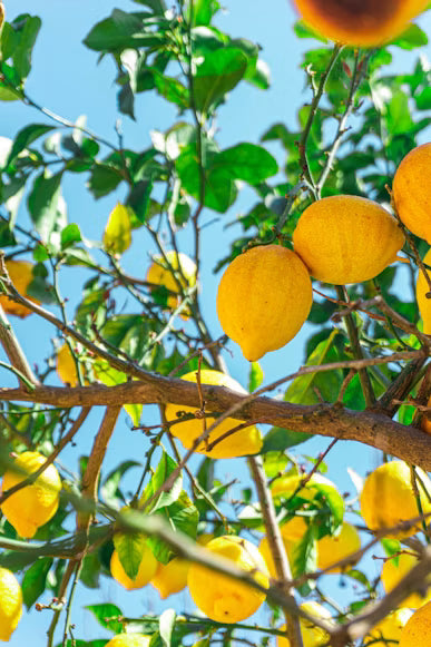 Citron matière première Aimée de Mars