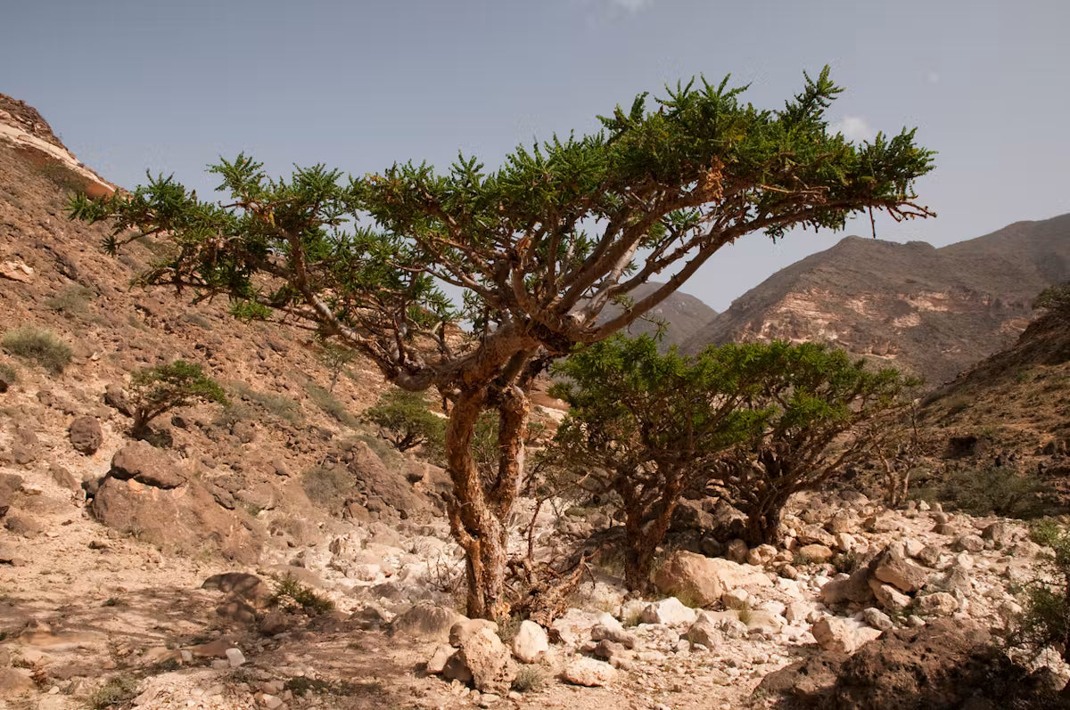 Boswellia carterii encens Aimée de Mars