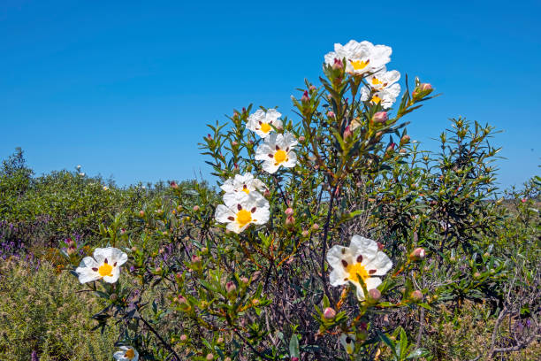 Labdanum matiere aimee de mars