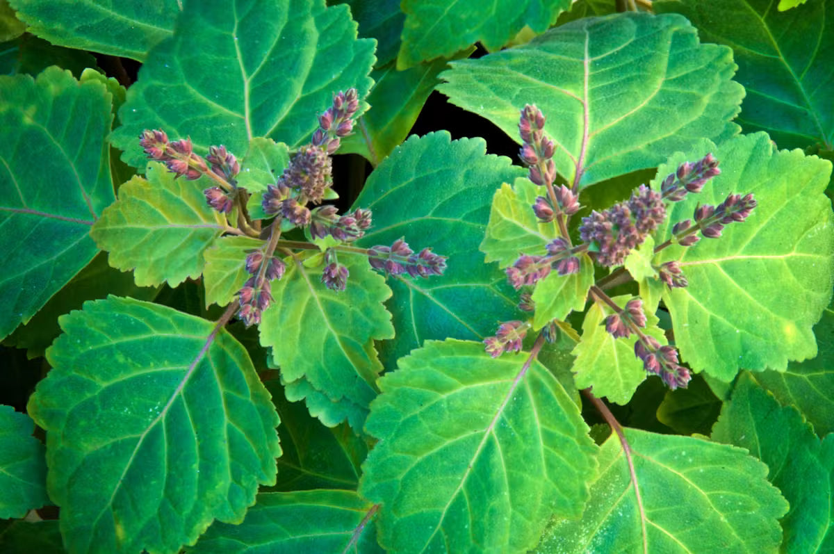 patchouli matière aimée de mars