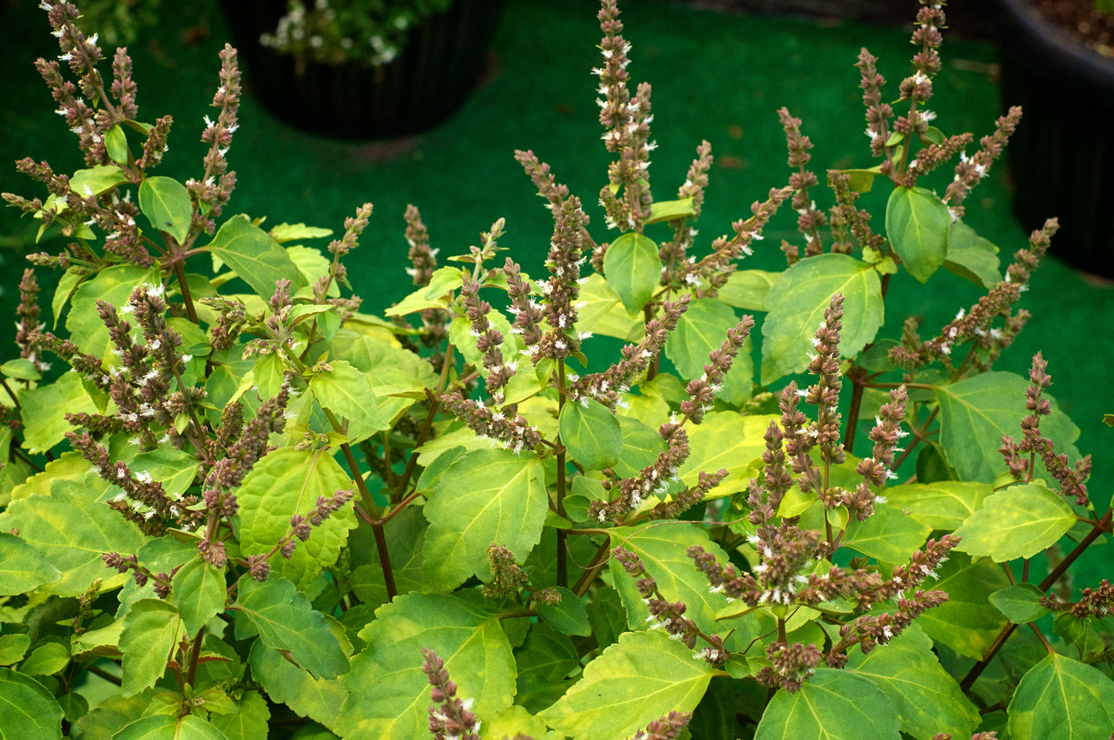 patchouli, matière naturelle aimée de mars
