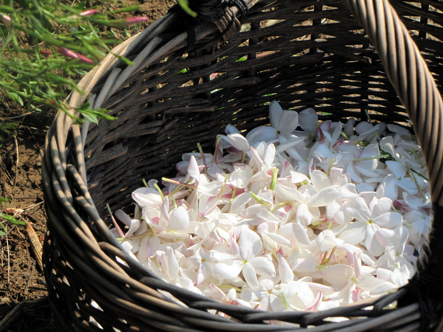 récolte du jasmin matière aimée de mars